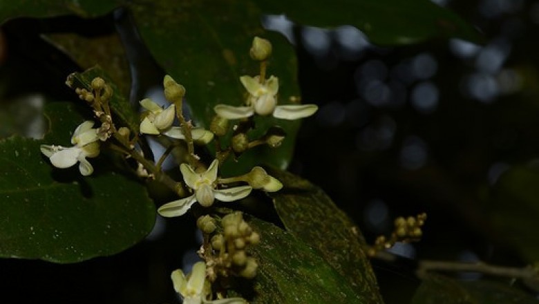 Cây Cúc mộc. Xanthophyllum excelsum Blume - Cây Thuốc Nam Quanh Ta